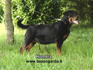 Hondra